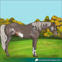 Horse Color:White Spotted Brown Roan Frame and Silver Black