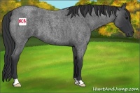 Horse Color:Blue Roan 
