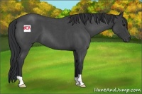 Horse Color:Blue Roan 