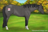 Horse Color:Blue Roan 