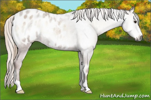 Horse Color:Gray Red Onyx Appaloosa 