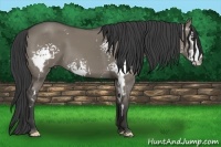 Horse Color:White Spotted Smoky Grullo Frame 