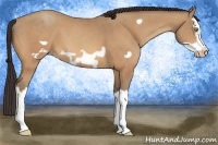 Horse Color:Amber Champagne Splash Frame