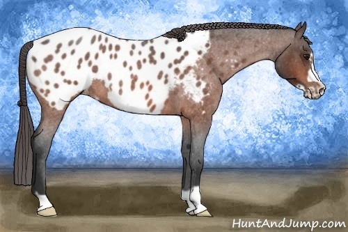 Horse Color:Bay Roan Frame Appaloosa 