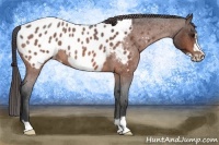 Horse Color:Bay Roan Frame Appaloosa 