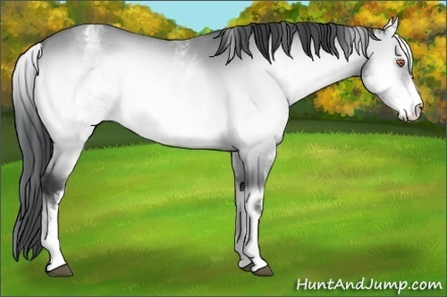 Horse Color:White Spotted Bay Chinchilla Onyx 