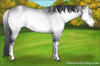 Horse Color:White Spotted Bay Chinchilla Onyx 