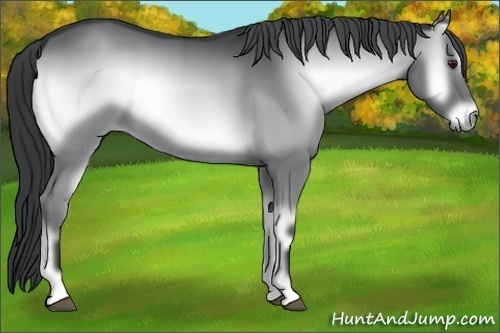 Horse Color:Blue Onyx Chinchilla 