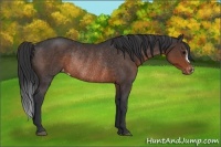 Horse Color:Brown Appaloosa Rabicano 