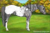 Horse Color:Black Appaloosa