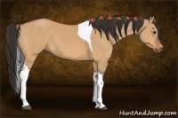 Horse Color:Bay Dun Tobiano 