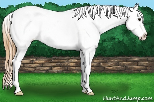 Horse Color:Buckskin Appaloosa 