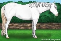 Horse Color:Buckskin Blanket 