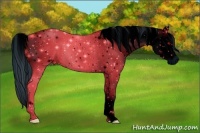 Horse Color:ERROR: UNKNOWN ANOMALY