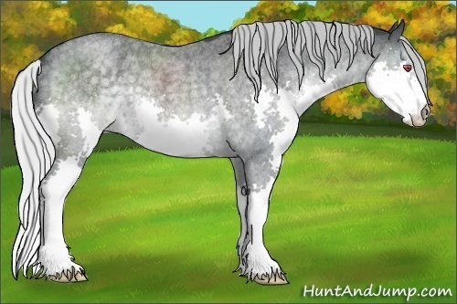 Horse Color:Silver Blue Chinchilla Roan Splash 