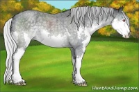 Horse Color:Silver Blue Chinchilla Roan Splash 