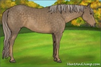 Horse Color:Chocolate Palomino 