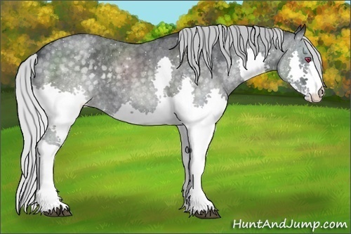 Horse Color:Silver Blue Chinchilla Roan Splash 
