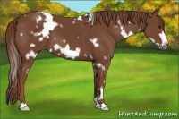 Horse Color:White Spotted Chestnut Frame