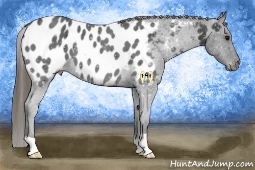 Horse Color:Smoky Black Appaloosa 
