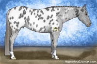 Horse Color:Smoky Black Appaloosa 