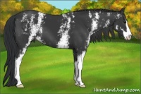 Horse Color:White Spotted Black Sabino