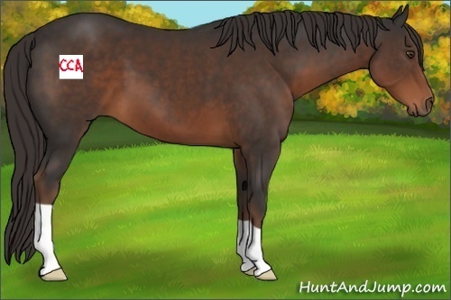 Horse Color:Liver Chestnut 