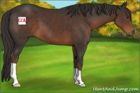 Horse Color:Liver Chestnut 