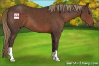 Horse Color:Liver Chestnut 