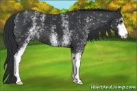 Horse Color:White Spotted Black Sabino 