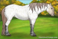 Horse Color:Brown Dun Near Leopard 