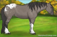 Horse Color:Grullo Tobiano Appaloosa 