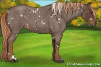 Horse Color:White Spotted Liver Red Roan 