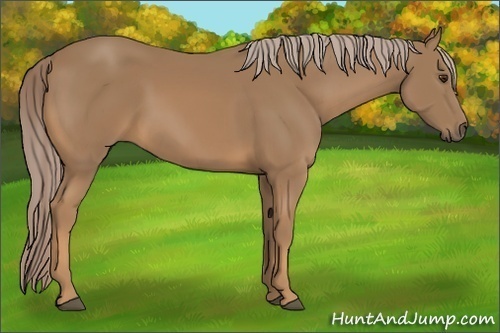 Horse Color:Palomino 