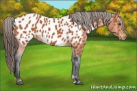Horse Color:Bay Appaloosa 