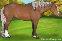Horse Color:Silver Bay Sabino