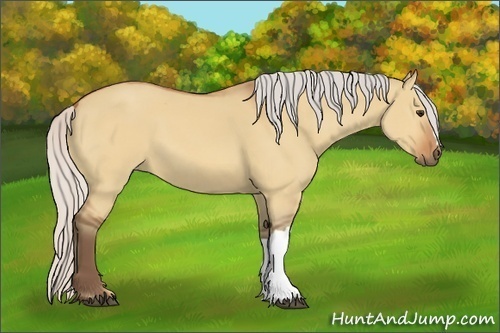 Horse Color:Silver Bay Dun 