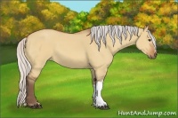 Horse Color:Silver Bay Dun