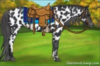 Horse Color:Black Near Leopard 