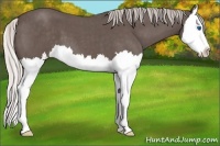 Horse Color:Silver Blue Roan Splash