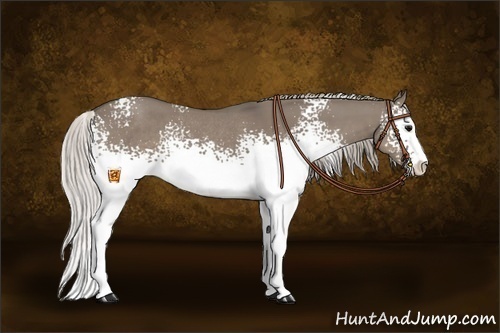 Horse Color:White Spotted Silver Grullo Sabino Rabicano 