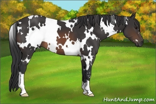 Horse Color:White Spotted Brown 