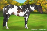 Horse Color:White Spotted Brown