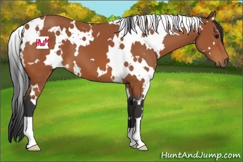 Horse Color:White Spotted Bay 