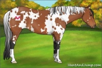 Horse Color:White Spotted Bay 
