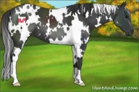 Horse Color:White Spotted Black