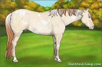 Horse Color:White Spotted Buckskin Pearl Dun 