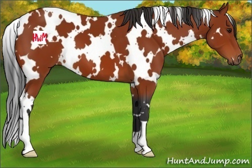 Horse Color:White Spotted Bay