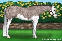 Horse Color:Bay Ice Roan Splash 