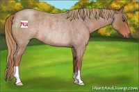 Horse Color:Red Roan Rabicano 
